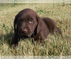 Labrador Retriever Puppy for sale in SOUTH WAYNE, WI, USA