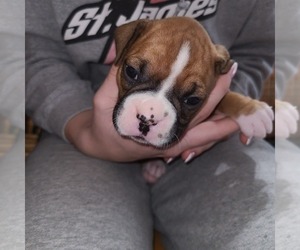 Boxer Puppy for sale in ROLLA, MO, USA