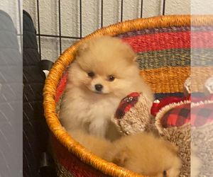 Pomeranian Litter for sale in HUNTINGTON BEACH, CA, USA