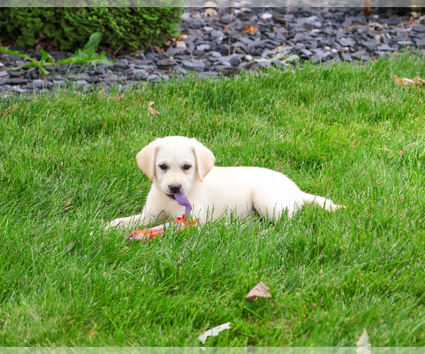 Medium Photo #7 Labrador Retriever Puppy For Sale in SYRACUSE, IN, USA