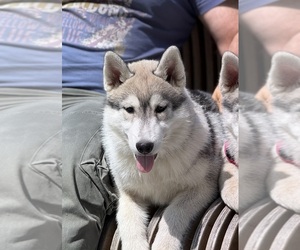 Siberian Husky Puppy for Sale in Lviv, Lviv Ukraine