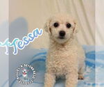 Small #3 Bichon Frise