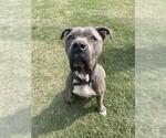 Small Mastiff
