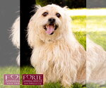 Small Photo #5 Cairn Terrier-Tibetan Spaniel Mix Puppy For Sale in Marina del Rey, CA, USA