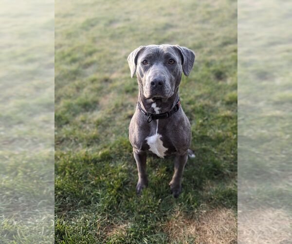 Medium Photo #1 American Pit Bull Terrier-Unknown Mix Puppy For Sale in Polson, MT, USA