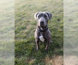 American Pit Bull Terrier-Unknown Mix Dogs for adoption in Polson, MT, USA