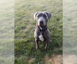 Small American Pit Bull Terrier Mix