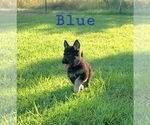Small Photo #8 German Shepherd Dog Puppy For Sale in FAIR GROVE, MO, USA