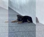 Small Photo #5 German Shepherd Dog Puppy For Sale in SAN FRANCISCO, CA, USA
