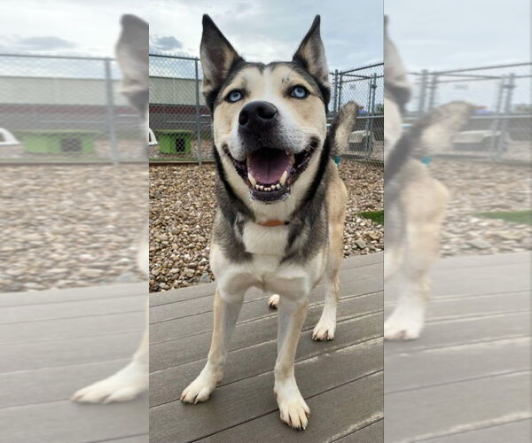 Medium Photo #5 - Mix Puppy For Sale in Evansville, IN, USA