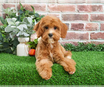 Small #4 Cavapoo (Miniature)