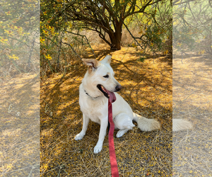 Twinkle - Female Labrador Retriever-Unknown Mix Dog for Adoption - Photo #2