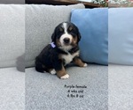 Puppy Purple female Bernese Mountain Dog