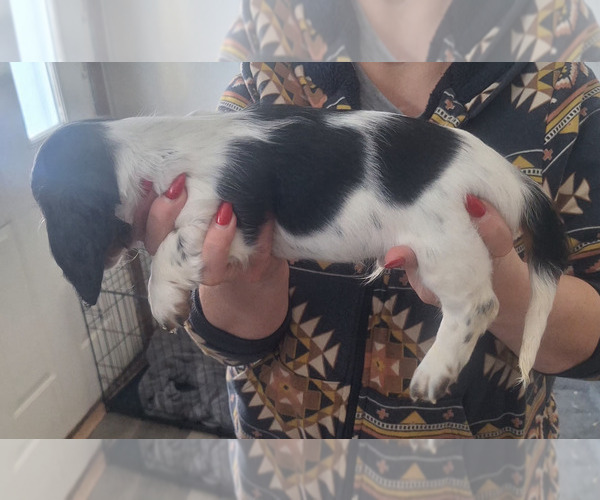 Medium Photo #12 Dachshund Puppy For Sale in DALTON, MN, USA