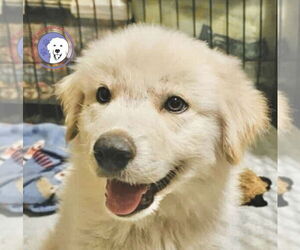 Great Pyrenees Dogs for adoption in Spring, TX, USA