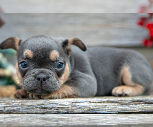 Medium Photo #10 French Bulldog Puppy For Sale in BALTIC, OH, USA