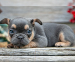 Small Photo #10 French Bulldog Puppy For Sale in BALTIC, OH, USA