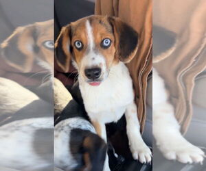 Beagle Dogs for adoption in Harrison, AR, USA
