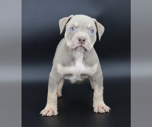 American Bully Puppy for sale in CHAMPAIGN, IL, USA