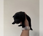 Small Photo #29 Australian Shepherd Puppy For Sale in DEVINE, TX, USA
