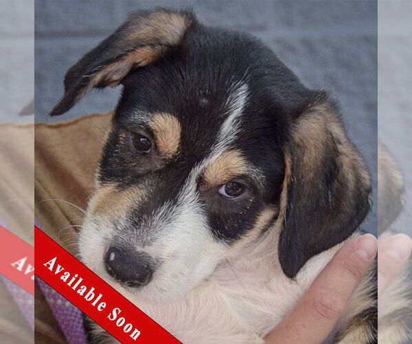 Medium Photo #1 Mutt Puppy For Sale in Huntley, IL, USA