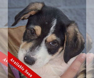 Medium Mutt