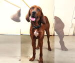 Small #1 Redbone Coonhound