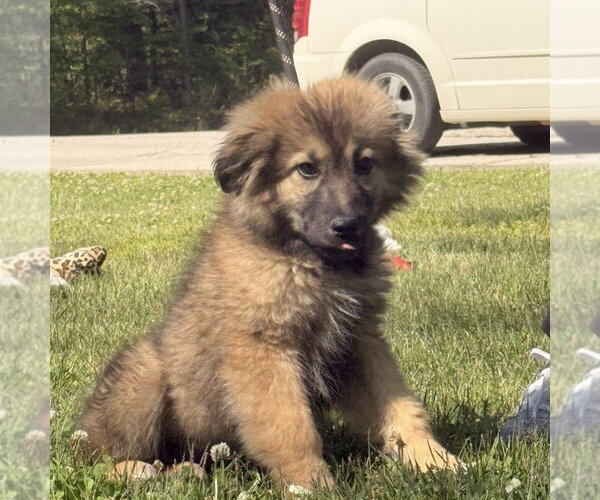 Medium Photo #1 German Shepherd Dog-Great Pyrenees Mix Puppy For Sale in Yardley, PA, USA