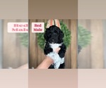 Puppy Red Sheepadoodle