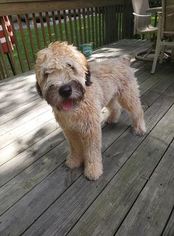 Soft Coated Wheaten Terrier Puppy for sale in VALPARAISO, IN, USA