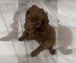 Small #1 Golden Retriever-Poodle (Toy) Mix
