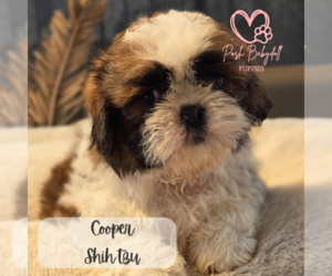 Shih Tzu Puppy for sale in ELMHURST, IL, USA