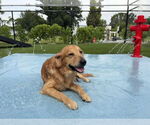 Small Golden Retriever