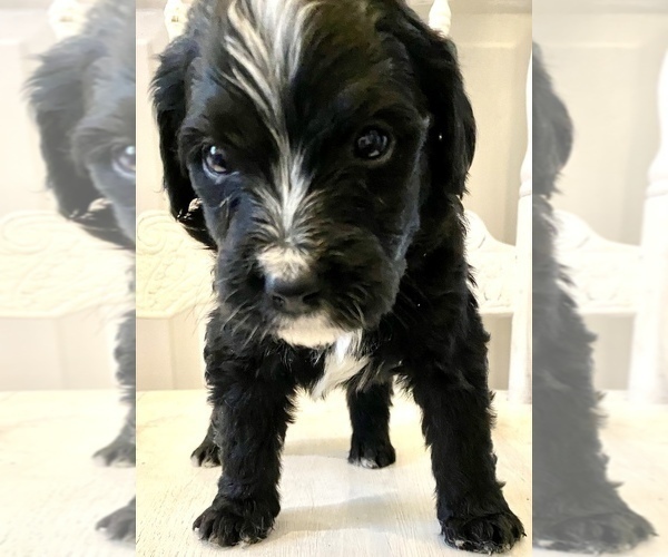 Medium Photo #8 Bernedoodle Puppy For Sale in WALNUT GROVE, MO, USA