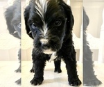 Small Photo #8 Bernedoodle Puppy For Sale in WALNUT GROVE, MO, USA