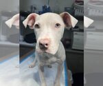 Small #1 American Bulldog Mix