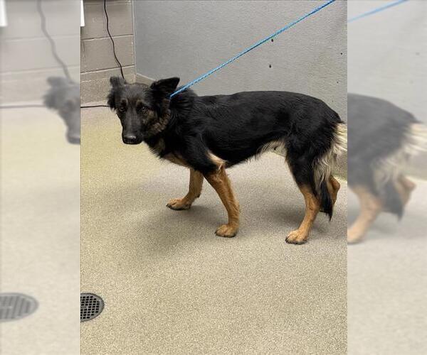 Medium Photo #1 Shollie Puppy For Sale in Las Vegas, NV, USA