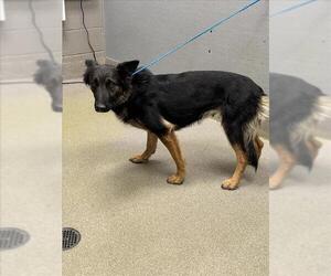 Shollie Dogs for adoption in Las Vegas, NV, USA