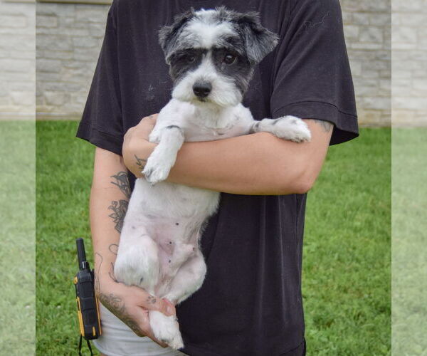 Medium Photo #3 Shih Tzu-Unknown Mix Puppy For Sale in Huntley, IL, USA