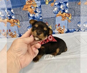 Yorkshire Terrier Puppy for sale in WINNSBORO, LA, USA