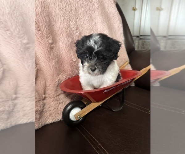 Medium Photo #3 Havanese Puppy For Sale in SATSUMA, FL, USA