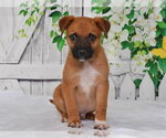 MARK - Male Catahoula Leopard Dog-Unknown Mix Dog for Adoption - Small photo