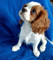 Cavalier King Charles Spaniel Puppy for sale in WINDSOR LOCKS, CT, USA