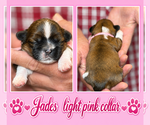 Puppy lt pink collar Shih Tzu