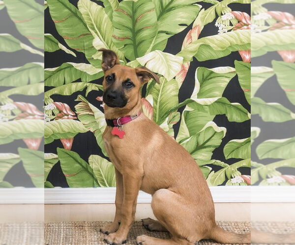 Medium Photo #6 Black Mouth Cur-Unknown Mix Puppy For Sale in Milwaukie, OR, USA