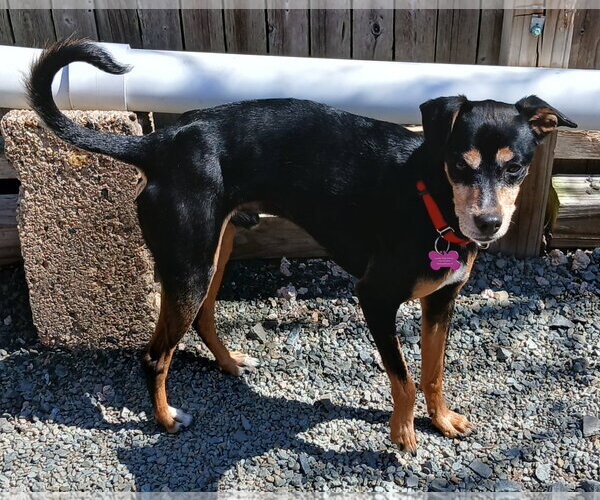 Medium Photo #3 American Rat Pinscher Puppy For Sale in Newfoundland, PA, USA