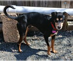 Small #2 American Rat Pinscher