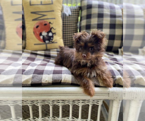 Medium Photo #1 Yorkipoo Puppy For Sale in SELLERSBURG, IN, USA
