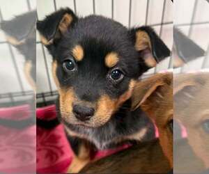 Australian Shepherd-Unknown Mix Dogs for adoption in SHERBURNE, NY, USA