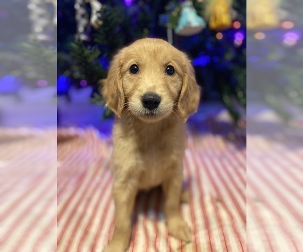 Medium Photo #10 Golden Retriever Puppy For Sale in KENNER, LA, USA